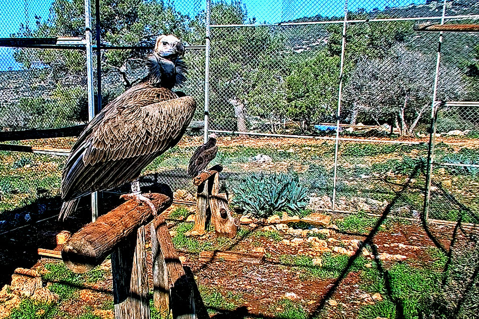 lappet faced vulture in israel 
