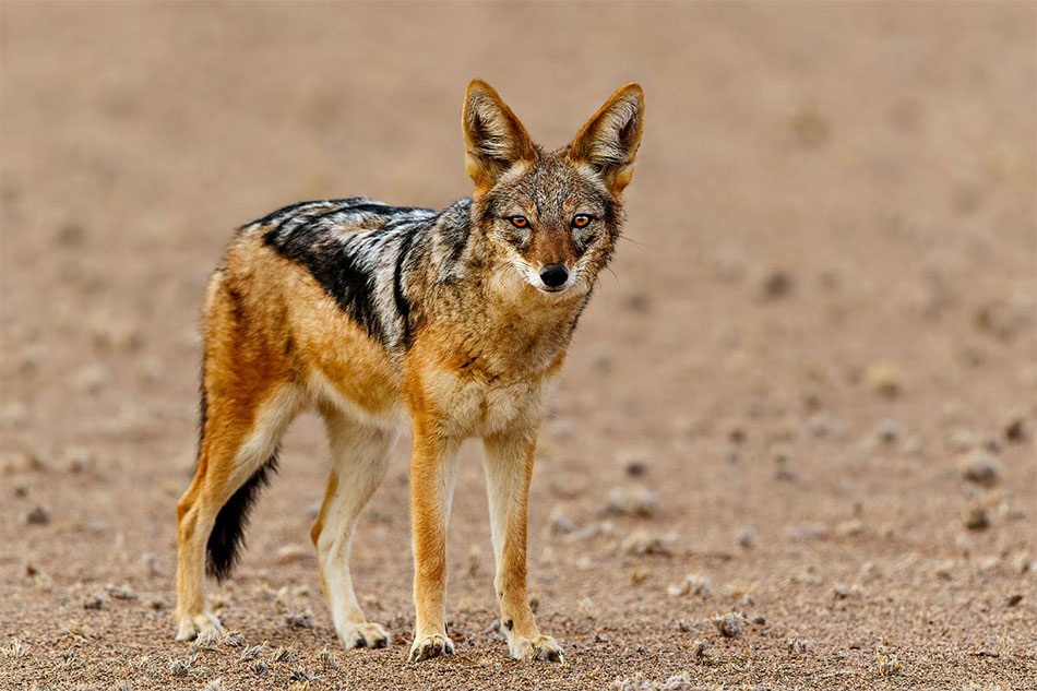 Black Backed Jackal