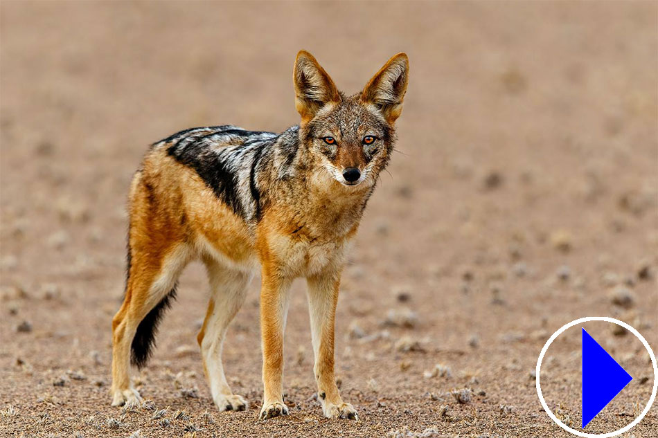 black backed jackal in the desert 