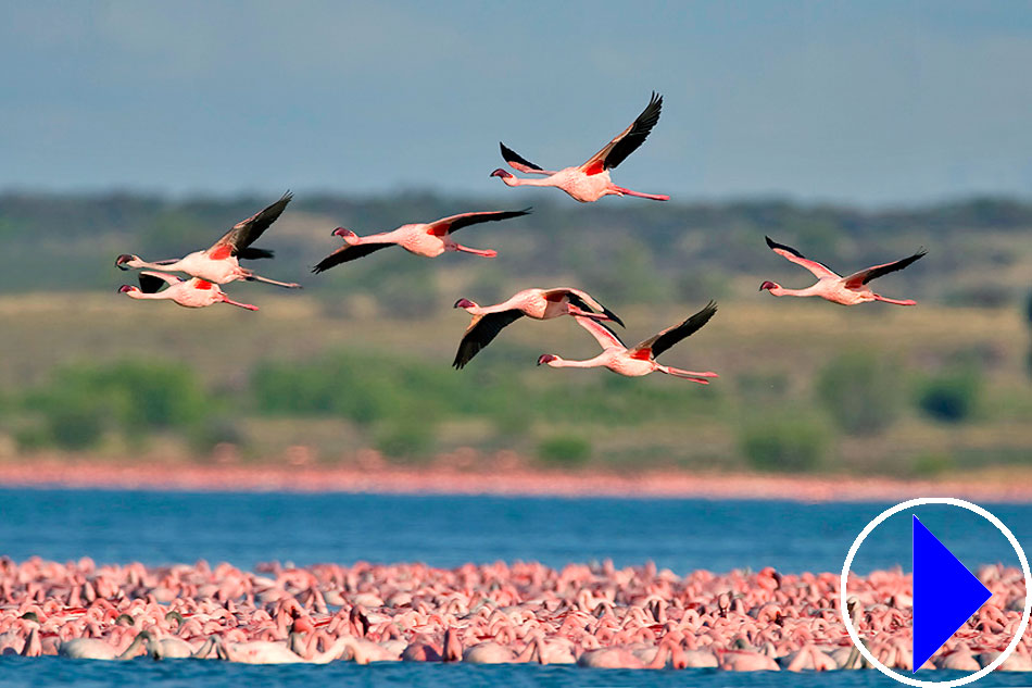flamingos at kamfers dam