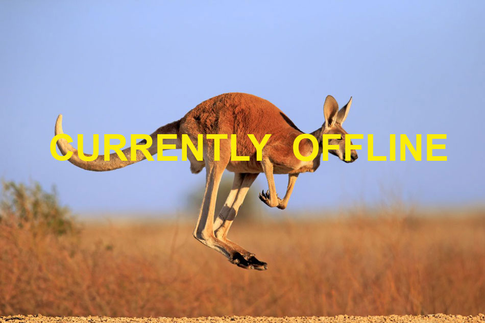 leaping red kangaroo