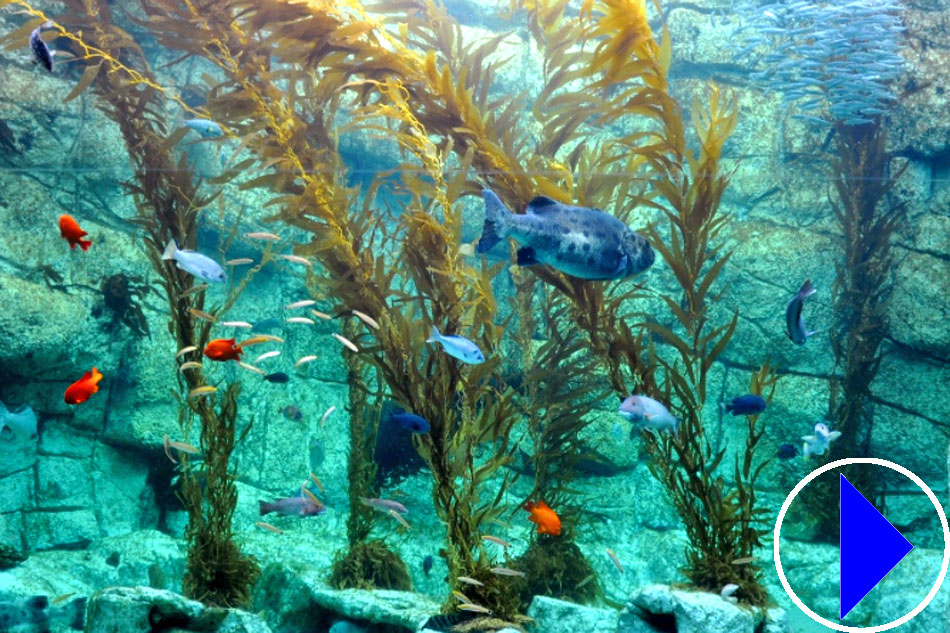 kelp forest exhibit