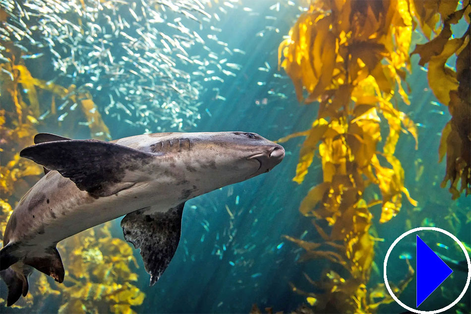 kelp forest aquarium