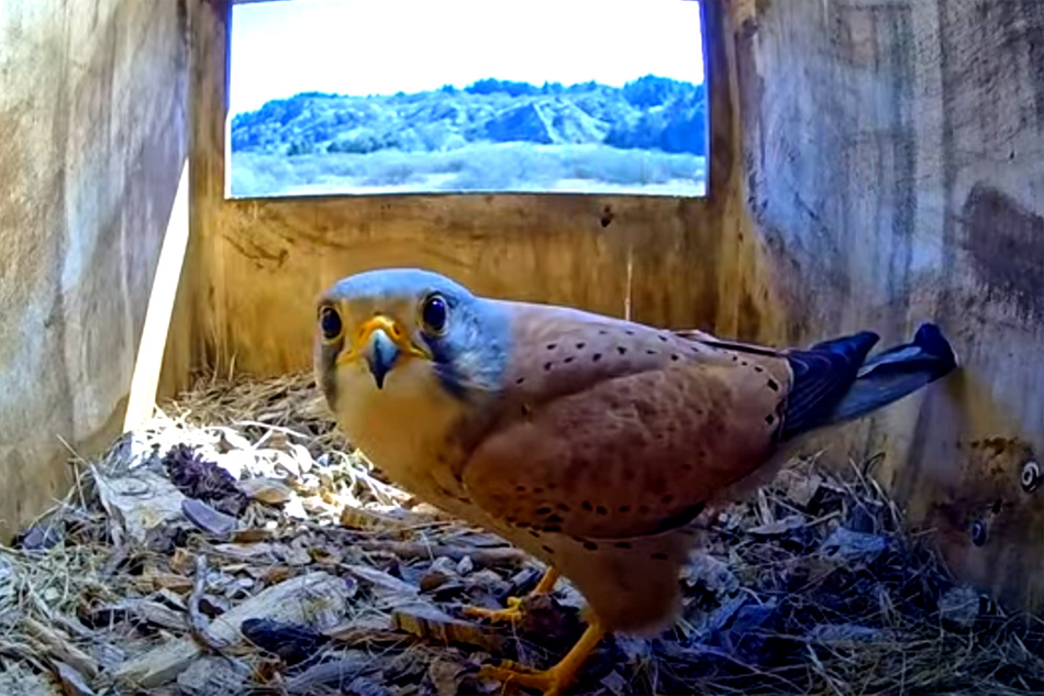kestrel in a nest box in denmark