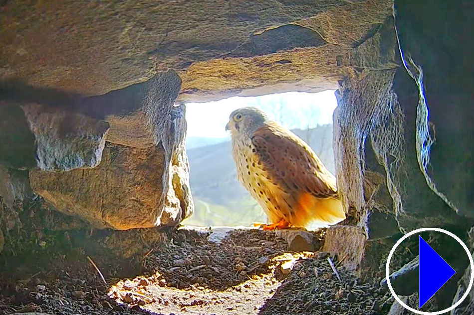 kestrel in a stone barn in yorkshire