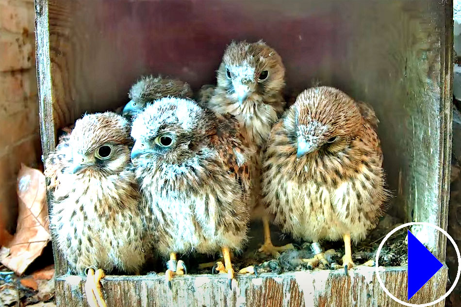 kestrels in a nest box in rome