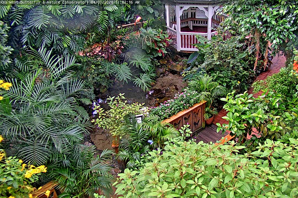 Key West butterfly house in Florida