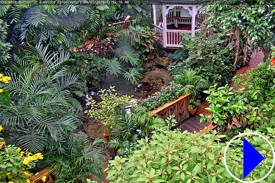 butterfly exhibit in Key West Florida