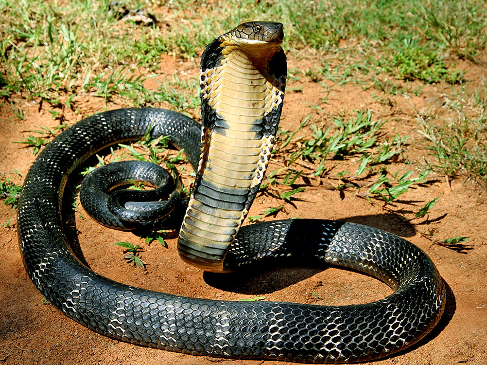 king cobra