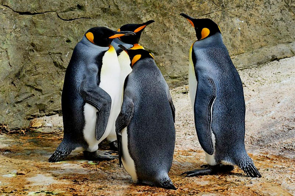 King Penguins