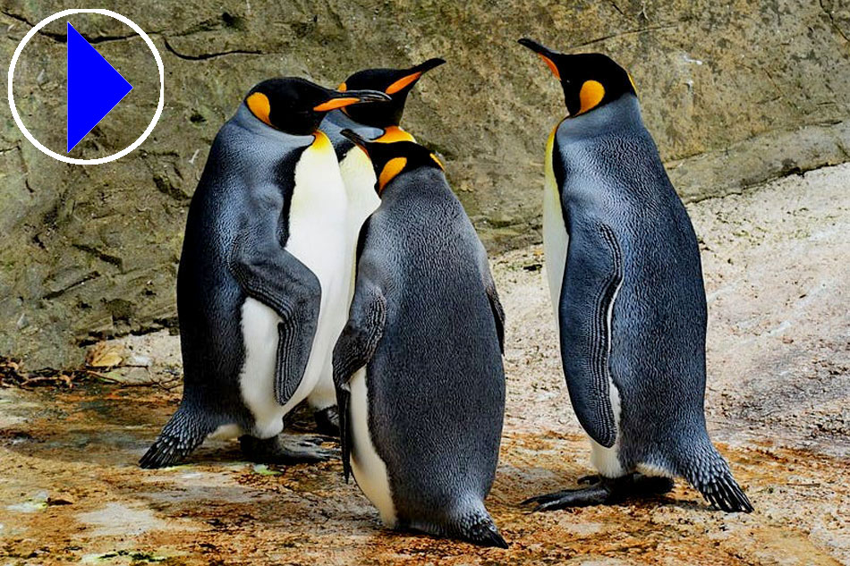 King Penguins at Kansas City Zoo