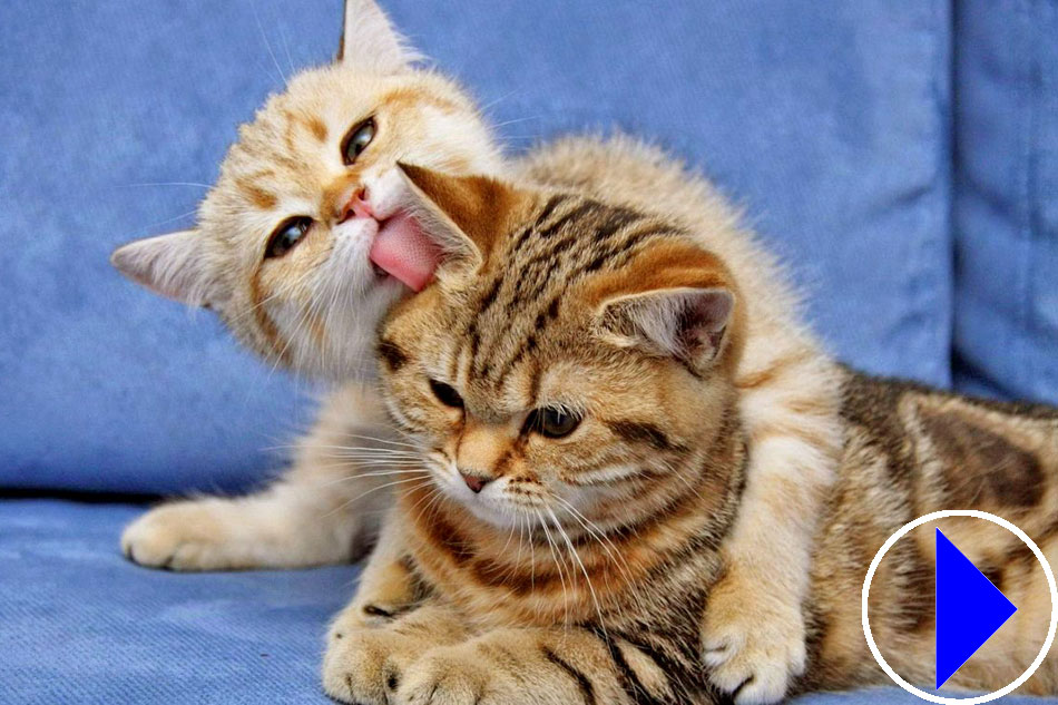 two kittens