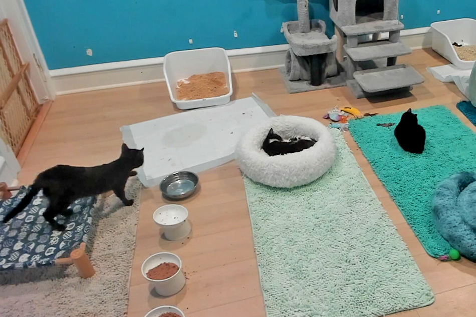 kit kat playroom in new jersey