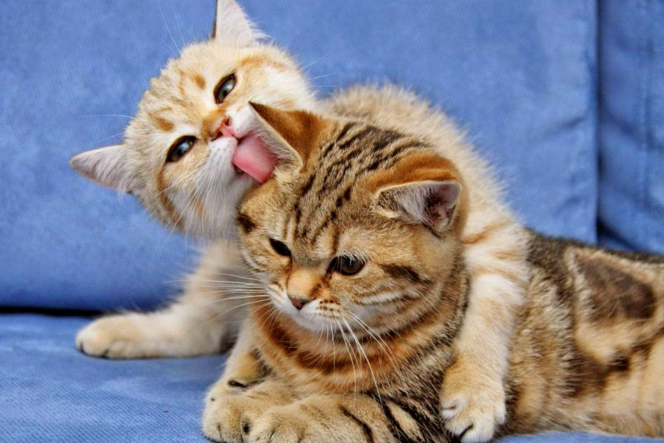 two kittens