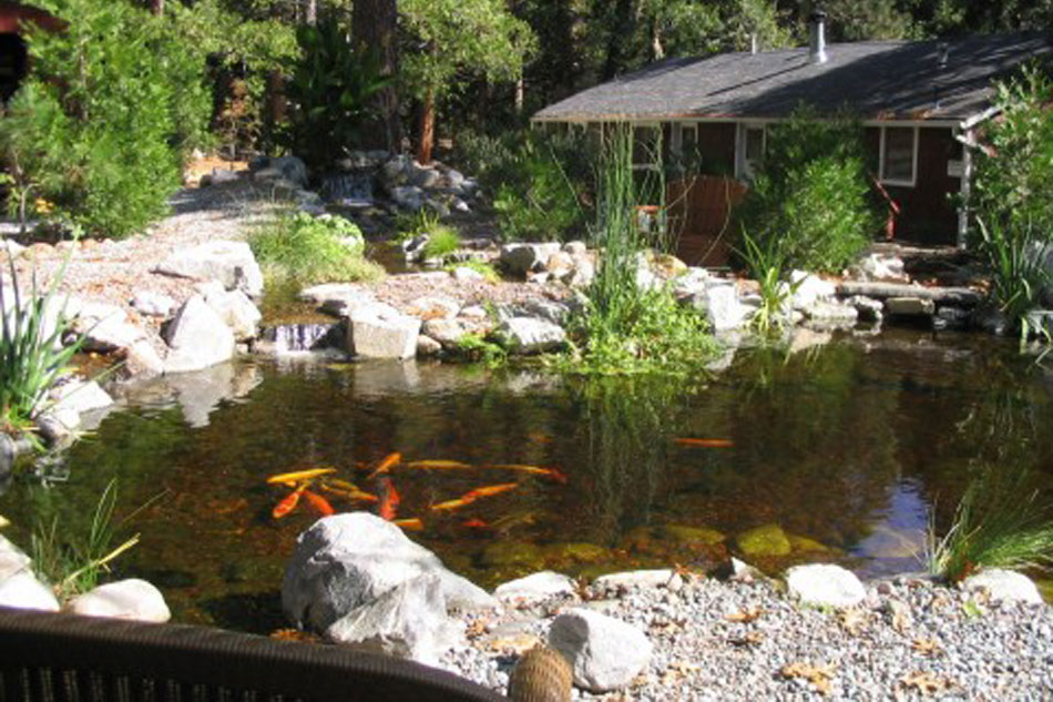 koi pond in california