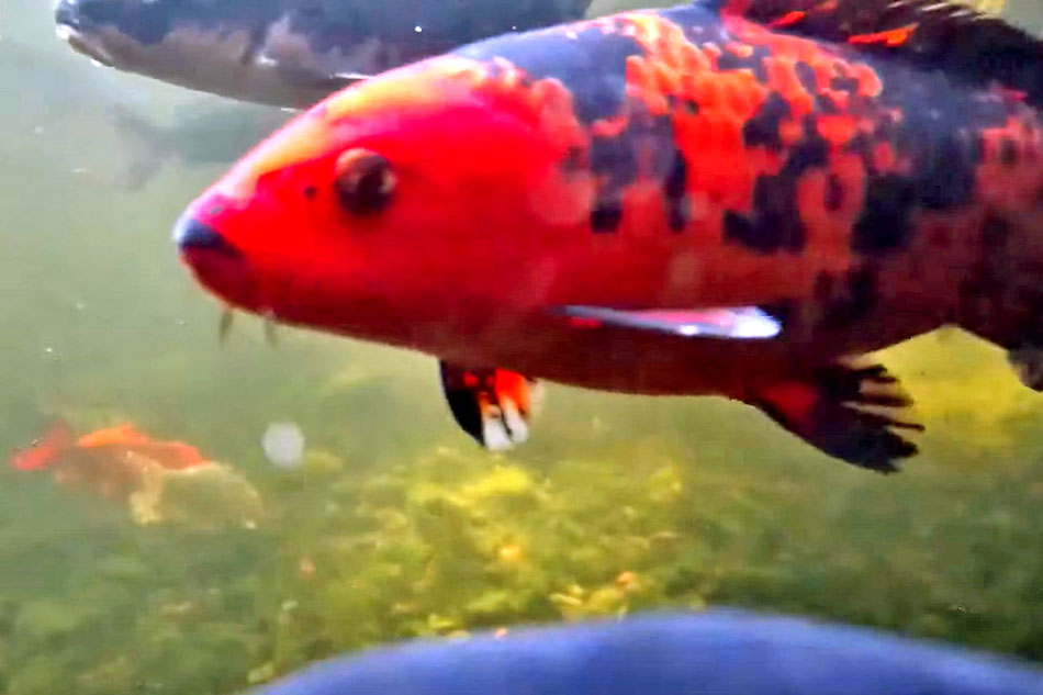 koi in a pond