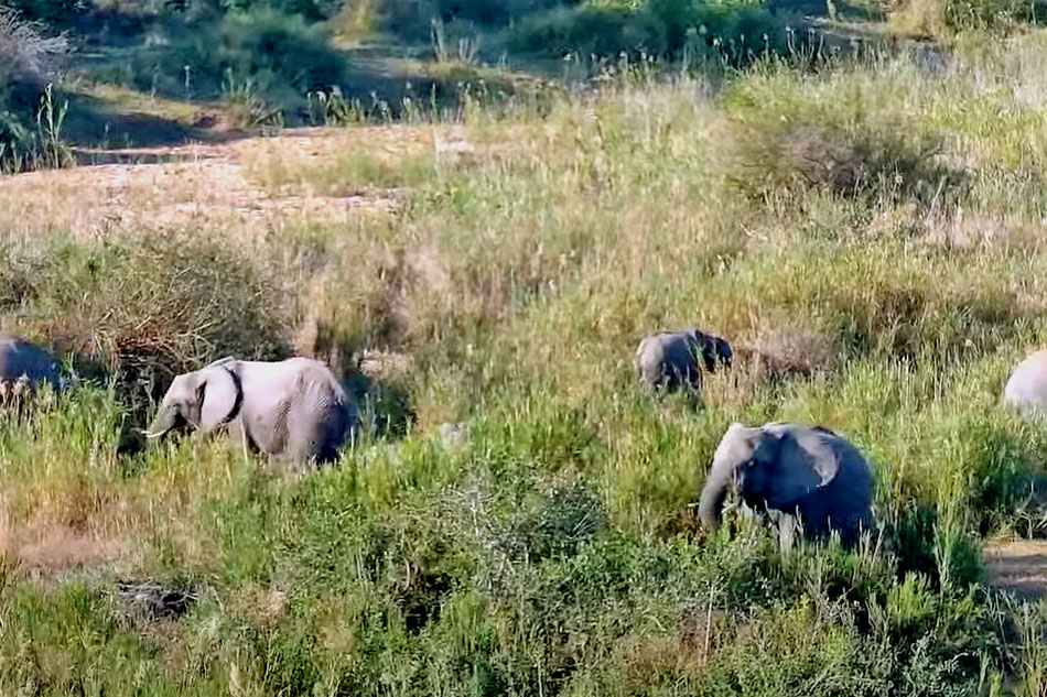 elephants at kruger shalati
