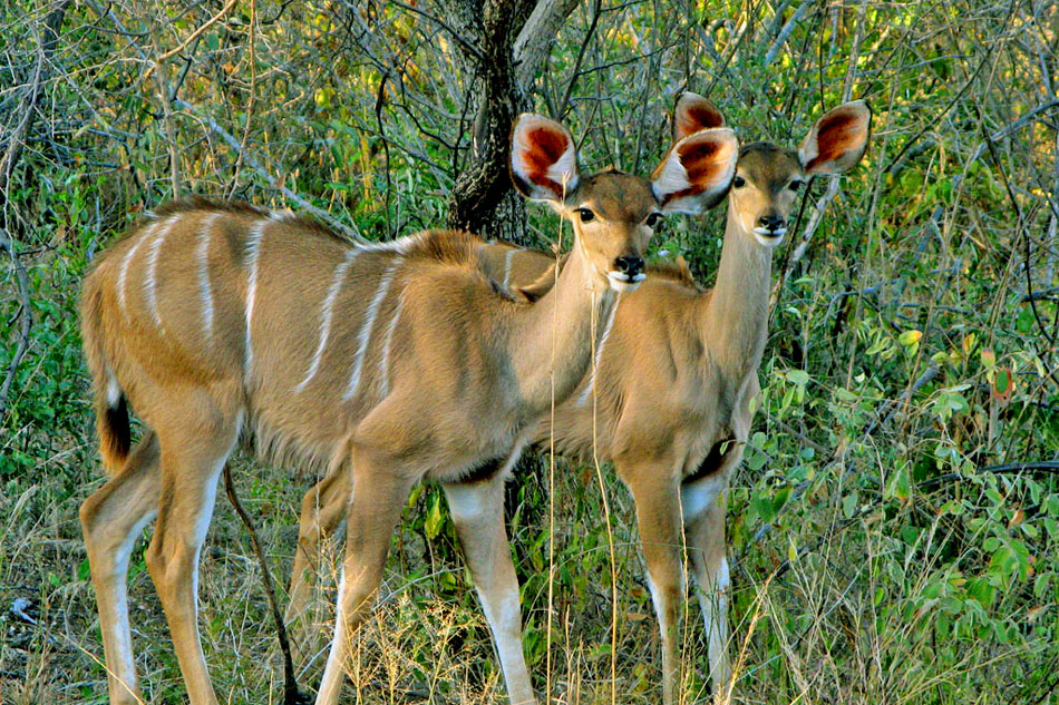 waterhole at vic falls safari lodge