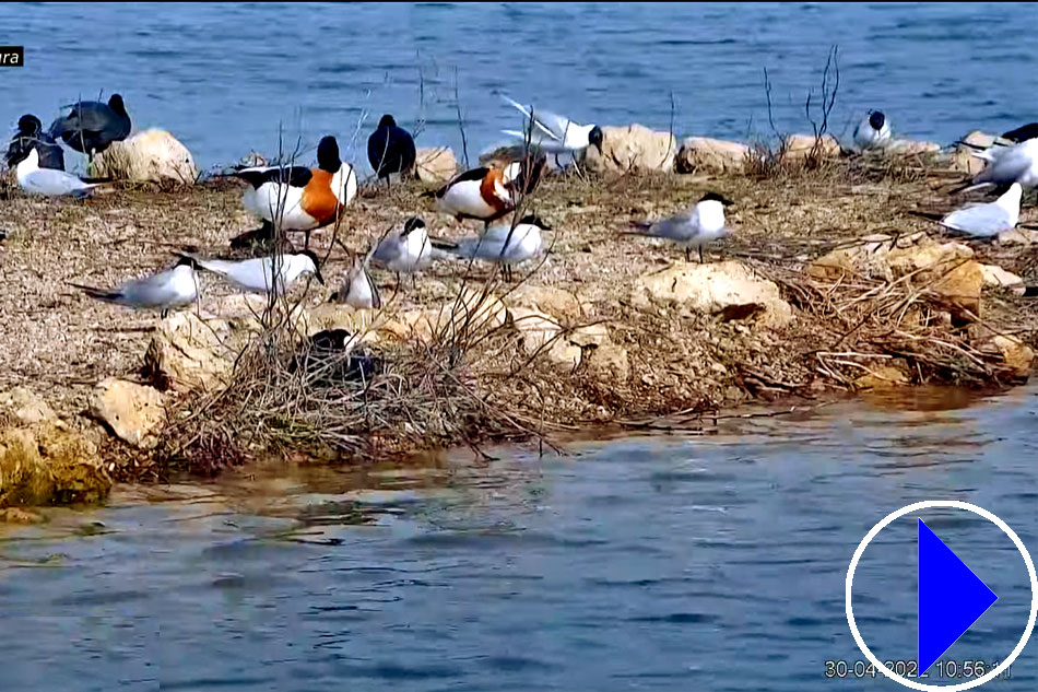 waterfowl at laguna de boada