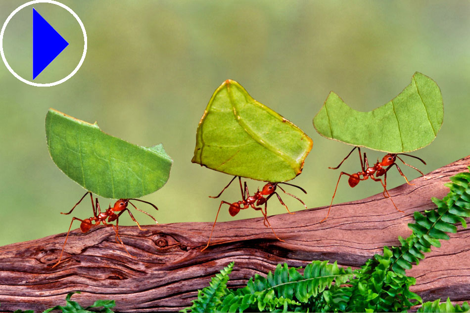 leaf cutter ants at work