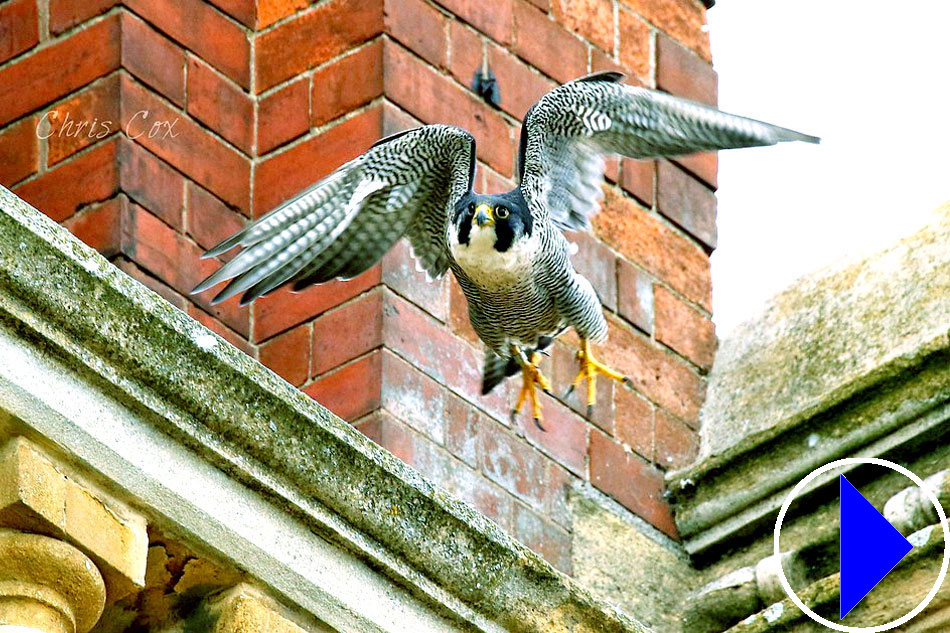 peregrine falcon