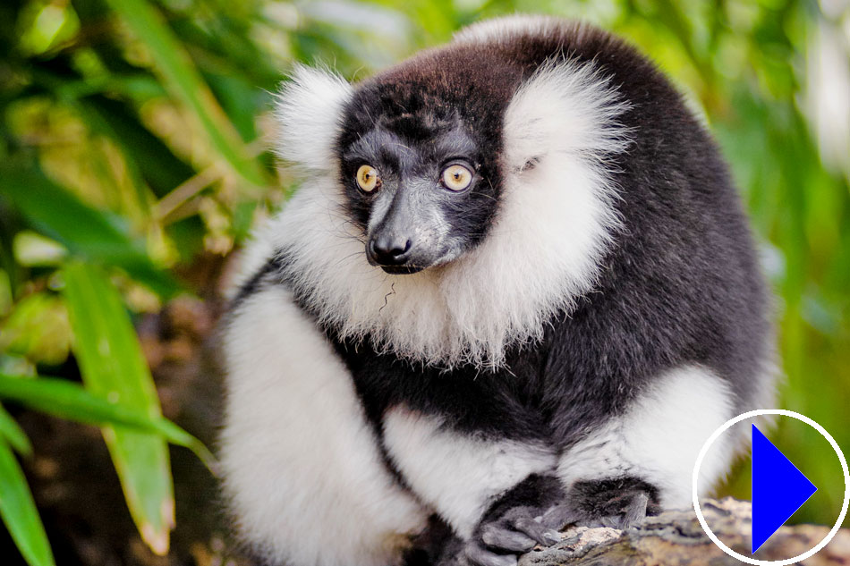 white ruffed lemur