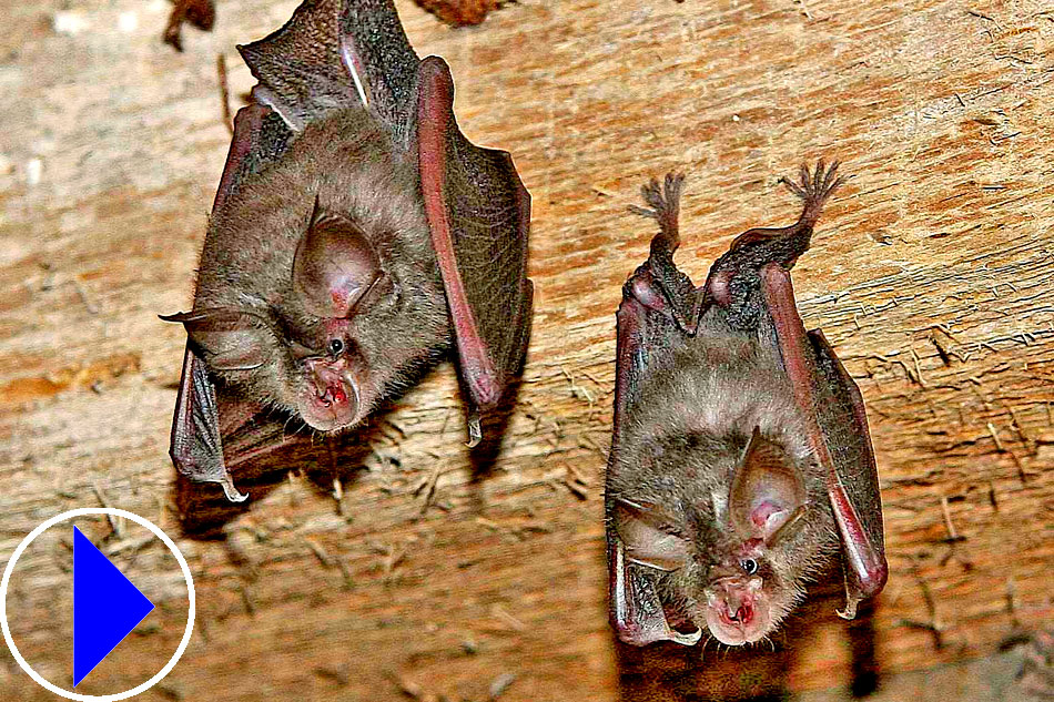 lesser horseshoe bats hanging
