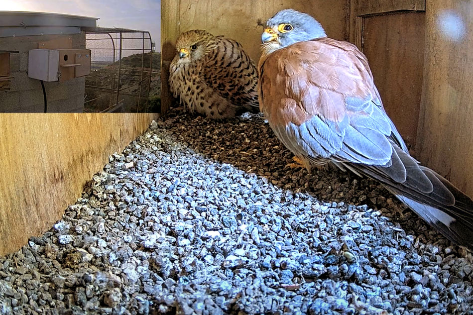 lesser falcons in a nest box