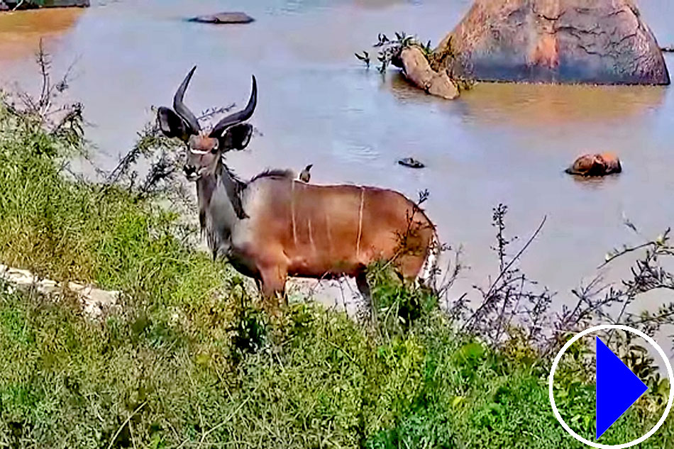 lesser kudu grazing 