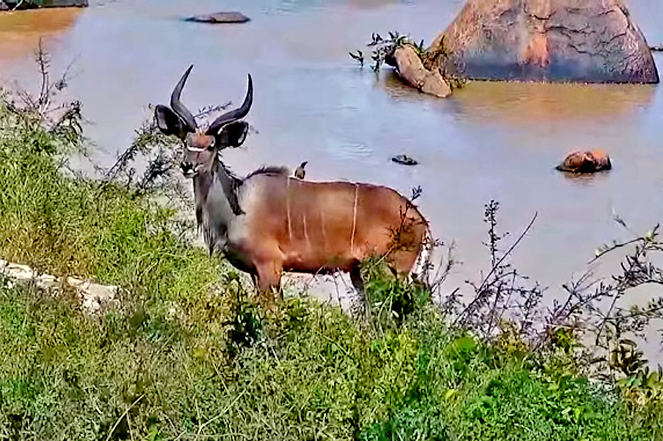 lesser kudu grazing
