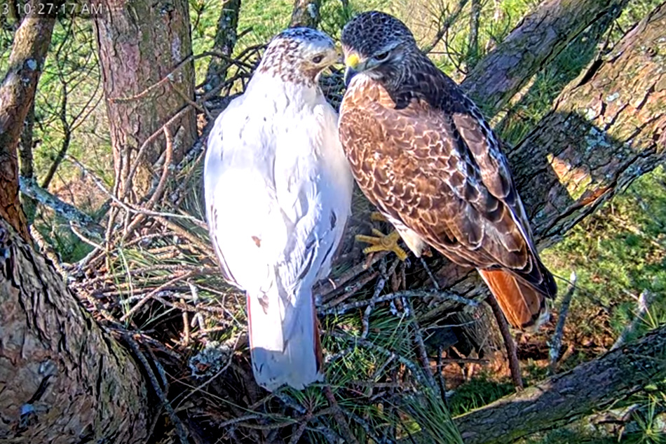 leucistic red tailed hawk