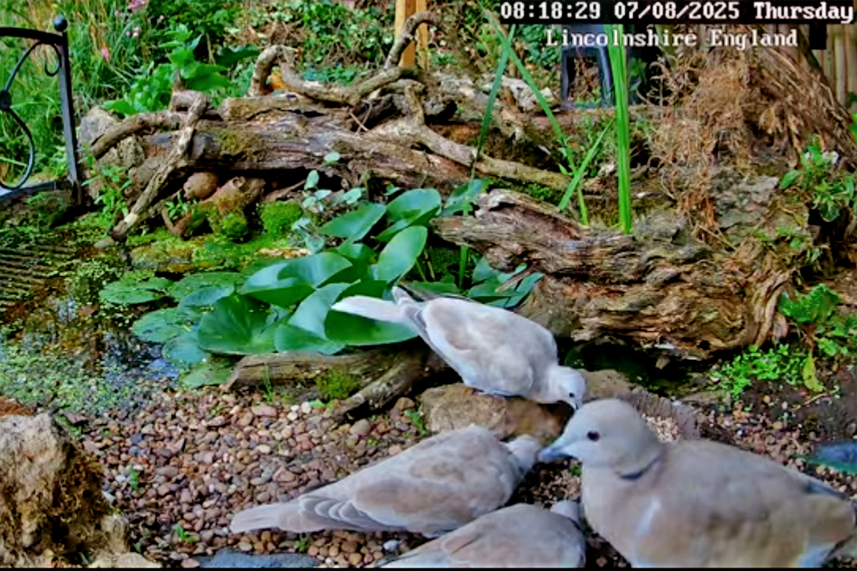 pigeons in a garden in lincolnshire