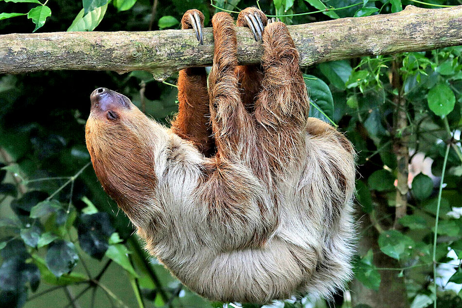 two toed sloth