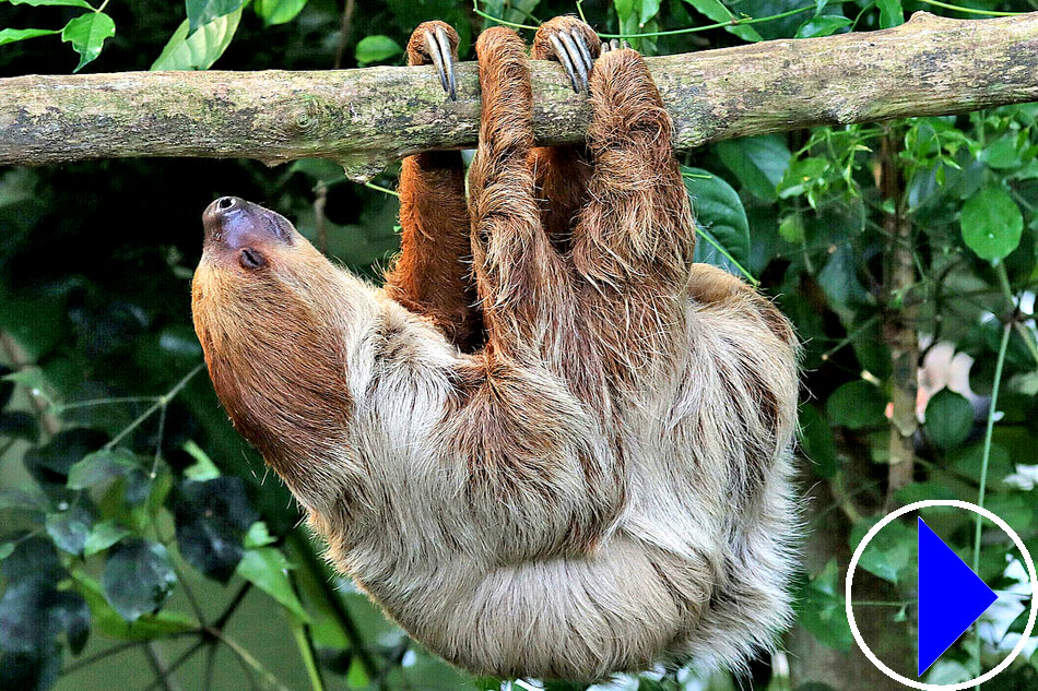 linnes two toed sloth