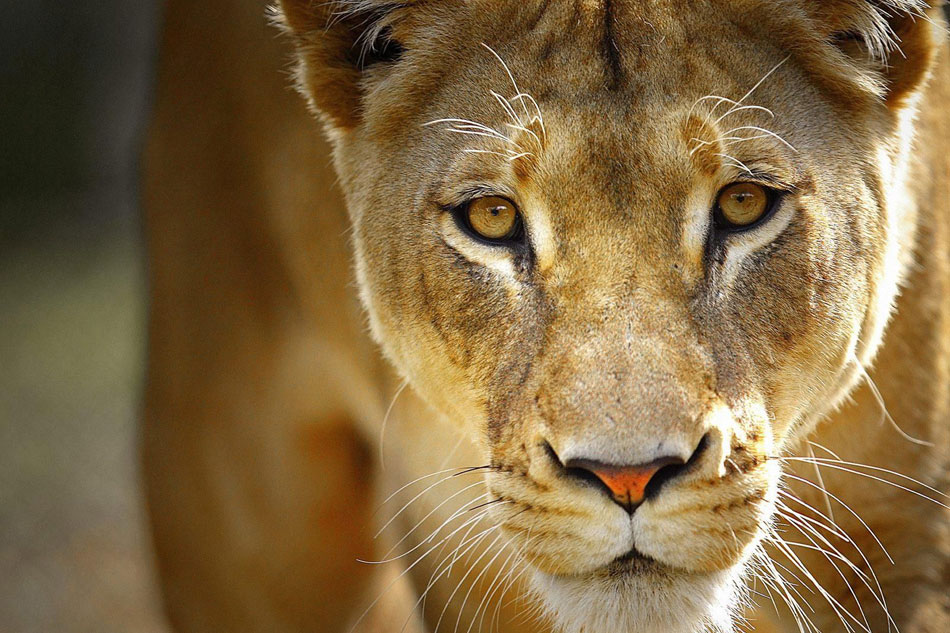 lioness head