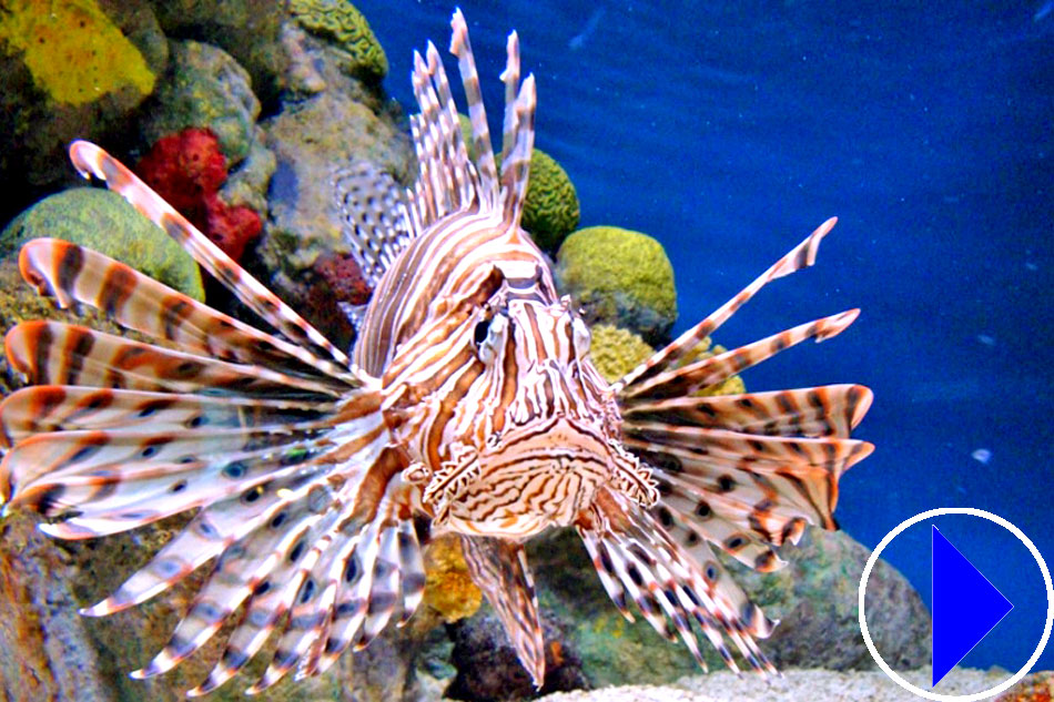 lionfish