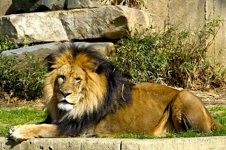 Lion and Lioness at Smithonian Zoo