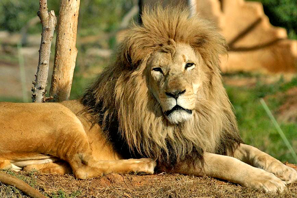 male African lion resting