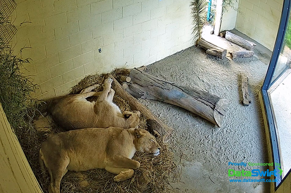 lions asleep in their indoor pen