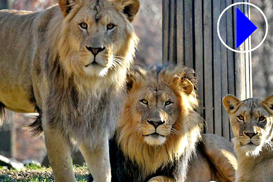 · Three Zoo Lions