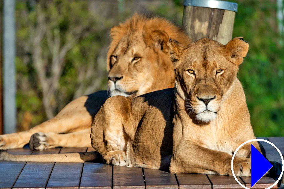 two lions at the zoo