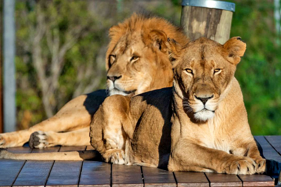 lions at taronga zoo