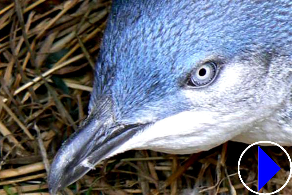 little blue penguin nest