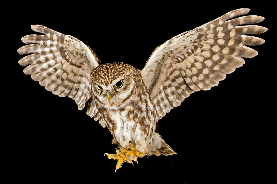 little owl in flight