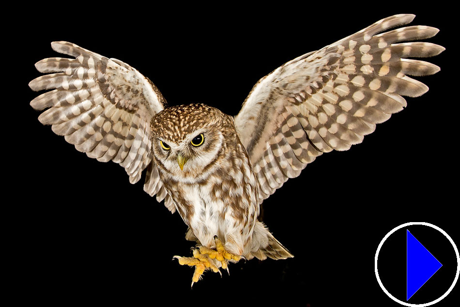 little owl in flight