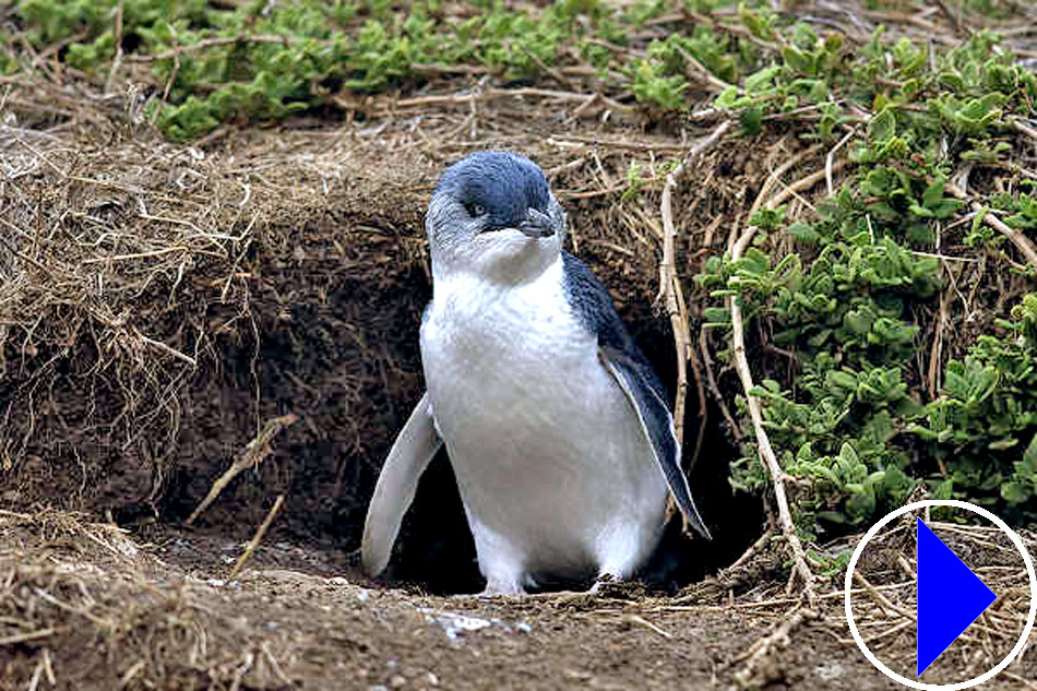 little penguin burrow