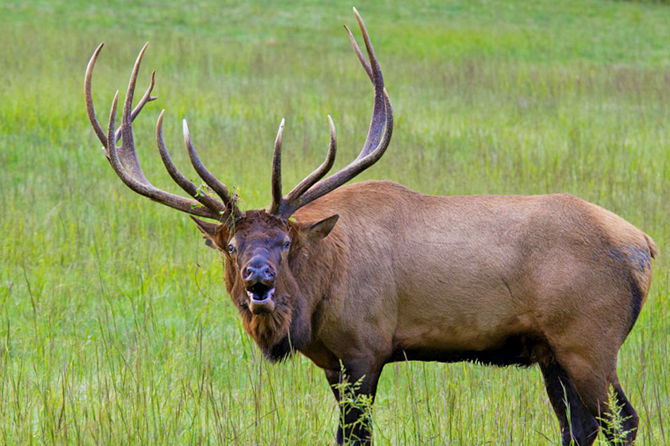 Elk