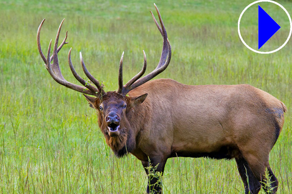 bull elk bugling