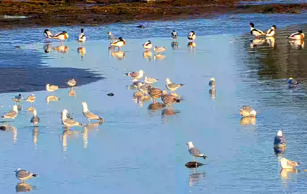 waterbirds at llene nature reserve