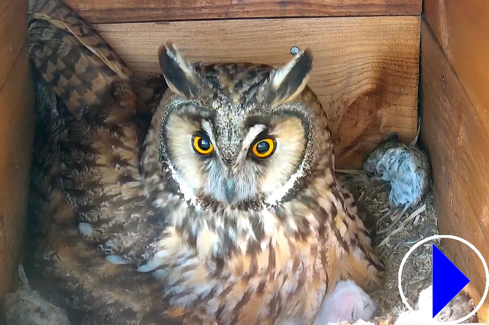 long eared owl